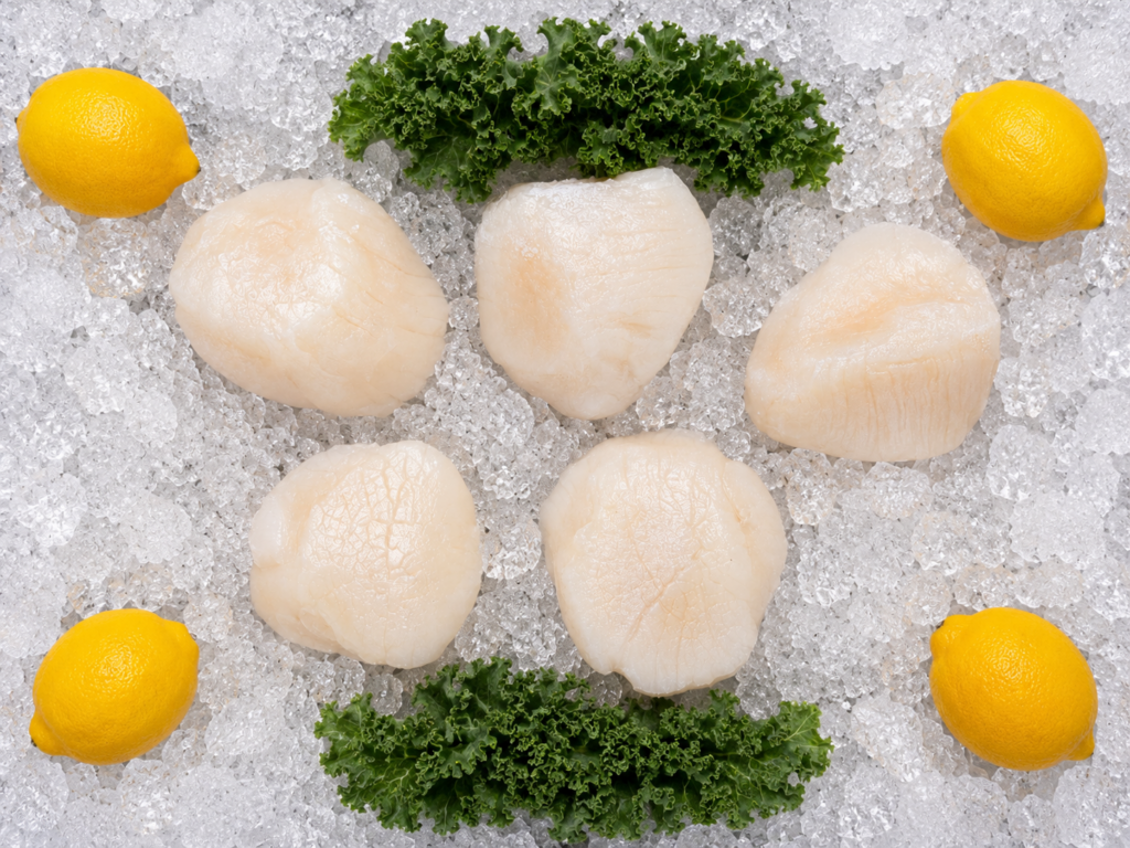 U-10 Chem Free Dry Sea Scallops